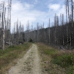 Abgestorbene Bäume im Harz